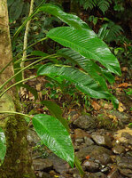 Rhaphidophora spuria, leaves, Biausevu, Viti Levu, Fiji,