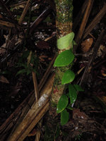 Rhaphidophora sp., young leaf clasping the narrow trunk support  due to thigmotropism, Madang, Papua New Guinea