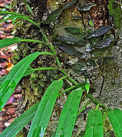 Rhaphidophora stenophylla, close up of the distichous leaf insertions on the stem with slight torsion of petiole base resulting in two alternate layers of dissociate assimilatiory organs, Malagufuk, Sorong, West Papua