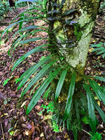 Rhaphidophora stenophylla spirally climbing around tree trunk thus exhibiting a perfect shade avoidance of the leaves, Malagufuk, Sorong, West Papua
