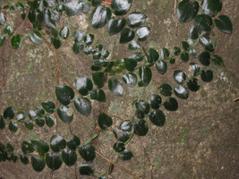 Rhaphidophora sylvestris with shingle leaves appressed to the rock, Krabi, Thailand