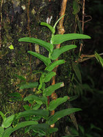 Rhaphidophora tenuis, Padawan, Sarawak
