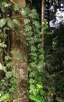 Rhaphidophora tetrasperma, a hanging stem, Lata Iskandar area, Cameron Highlands, Malaysia