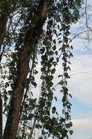 Rhaphidophora tetrasperma, freely hanging stems, way from Tapah to Lata Iskandar, Perak, Malaysia