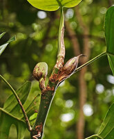 Rhaphidophora tetrasperma, two inflorescences along the sympodial linear stem, way from Tapah to Lata Iskandar, Perak, Malaysia