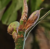 Rhaphidophora tetrasperma, two inflorescences, way from Tapah to Lata Iskandar, Perak, Malaysia