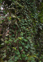 Rhaphidophora tetrasperma, way from Tapah to Lata Iskandar, Perak, Malaysia