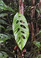Rhaphidophora versteegii, a leaf, Malagufuk, Sorong, West Papua