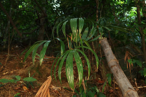 Rhapis laosensis subsp. macrantha, Elephant Springs, Hue, Vietnam