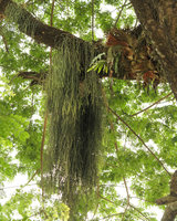 Rhipsalis baccifera, Drynaria volkensii and Platycerium stemaria on tree branch along city street, Edea, Cameroun