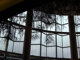 Rhipsalis baccifera hanging from the fences, Siam Paragon, Bangkok