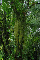 Rhipsalis baccifera, La Selva, Costa Rica