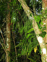 Rhipsalis baccifera, Sierra dos Orgaos, Brazil