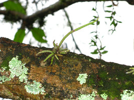 Rhipsalis cf. teres, epiphytic cespitose seedling, Rio de Janeiro, Brazil