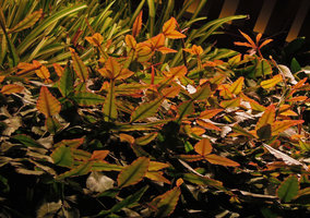 Rhipsalis elliptica on the Vertical Garden, Sofitel Palm Jumeirah, Dubai