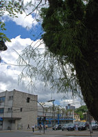 Rhipsalis epiphytic in town, Joinville, Brazil