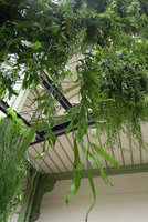 Rhipsalis ramulosa hanging from Le Ciel Vert, Grand Palais, Paris