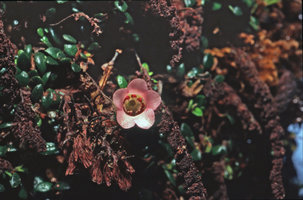 Rhododendron caespitosum growing on the trunk of the tree fern Cyathea tomentosissima, Habbema lake, Wamena, West Papua