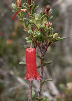 Rhododendron lindaueanum, Anggi Lakes, 2300 m asl, Arfak Mts, West Papua