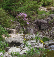 Rhododendron ripense as a rheophyte in full bloom, Yamaguchi, Japan