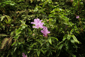 Rhododendron ripense blooming on the vertical garden, flowers, Shinkansen station, Yamaguchi, Japan