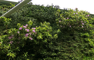Rhododendron ripense blooming on the vertical garden, Shinkansen station, Yamaguchi, Japan