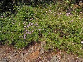 Rhododendron ripense, rheophytic population, Yamaguchi, Japan