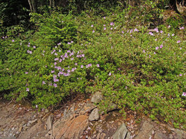 Rhododendron ripense, rheophytic population, Yamaguchi, Japan