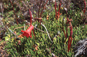 Rhododendron saxifragoides, Habbema lake, 3200 m asl, Wamena, West Papua
