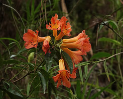 Rhododendron vanvuurenii, inflorescence, Rantepao, Tana Toraja, South Sulawesi