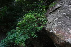 Rhodopentas bussei, dense shrub on vertical rock, Sanje waterfall, Udzungwa NP, Tanzania