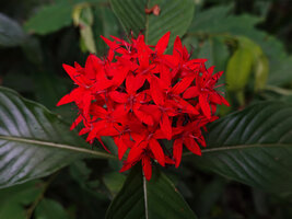Rhodopentas bussei, flowers, Sanje waterfall, Udzungwa NP, Tanzania