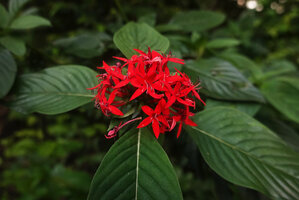 Rhodopentas bussei, inflorescence, Sanje waterfall, Udzungwa NP, Tanzania