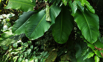 Rhodospatha densinervia, leaves, Mashpi FR, Pichincha, Ecuador