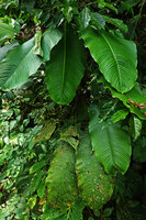 Rhodospatha densinervia, Mashpi FR, Pichincha, Ecuador