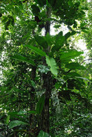 Rhodospatha wendlandii, La Selva, Costa Rica