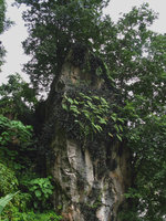 Rhoeo spathacea et Davallia sur rocher à Batu Caves