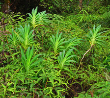 Rhuacophila javanica, a clump exhibiting the inverted leaf blades, Gunung Ulu Kali, Selangor, Malaysia