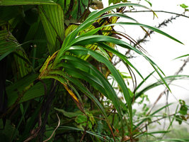 Rhuacophila javanica, with its inverted leaf blades, Gunung Ulu Kali, Selangor, Malaysia