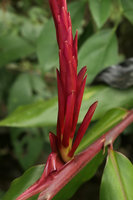Rhynchanthus johnianus, base of erect inflorescence, Putao, Kachin, Myanmar