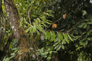 Rhynchanthus johnianus, epiphytic on a thick moss layer along a tree trunk, Putao, Kachin, Myanmar