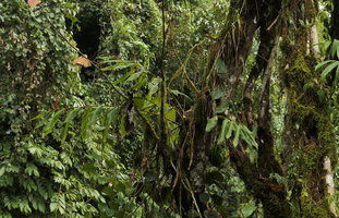 Rhynchanthus johnianus, epiphytic on mossy tree trunk, Putao, Kachin, Myanmar