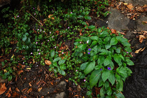 Rhynchoglossum notonianum and Impatiens cordata covering the same seeping rock, Munnar, Kerala, India