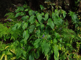 Rhynchoglossum sp., anisophylly and asymetric leaves, Khao Yai, Thailand