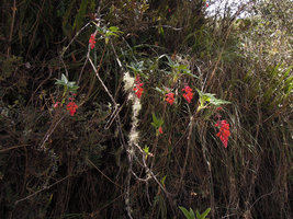 Ribes incarnatum in habitat on steep slope, Manu NP, 3500 m, Peru