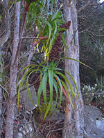 Richea dracophylla inflorescences, Mount Wellington, Tasmania