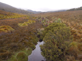 Richea pandanifolia and Gymnoschoenus sphaerocephalus tussocks, Cradle Mountain, Tasmania