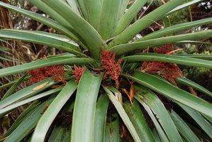 Richea pandanifolia, axillary inflorescences, Lake Saint Clair, Cradle Mountain NP, Tasmania