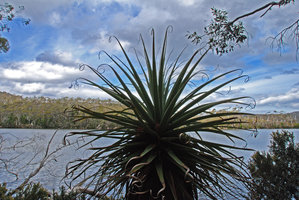 Richea pandanifolia, coiled leaf tips, Lake Saint Clair, Cradle Mountain NP, Tasmania