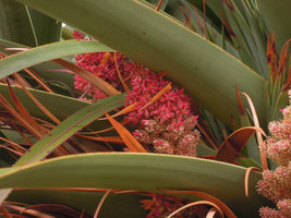 Richea pandanifolia, inflorescence close-up, Cradle Mountain, Tasmania